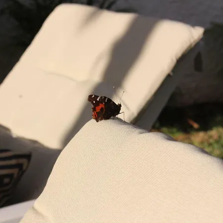 In Protected Space In Front Of The Sea Los Realejos