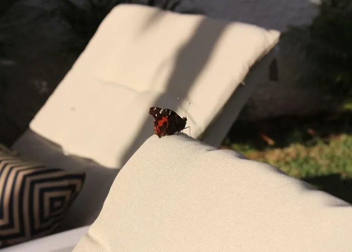 In Protected Space In Front Of The Sea Los Realejos